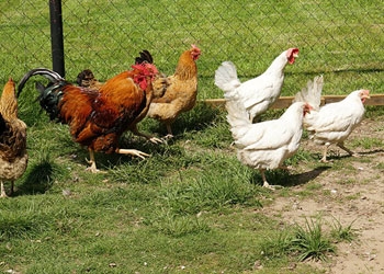 FarmingHens2-min